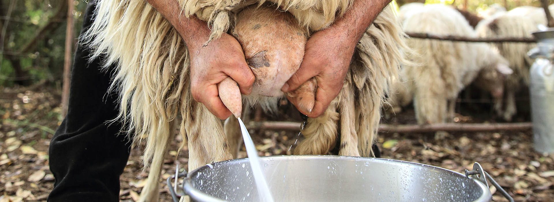Milking, Barbagia di Seulo