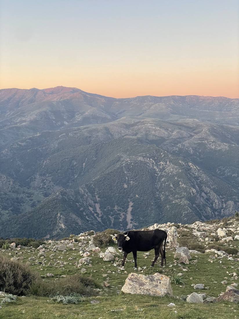 A cow on a ridge at sunset