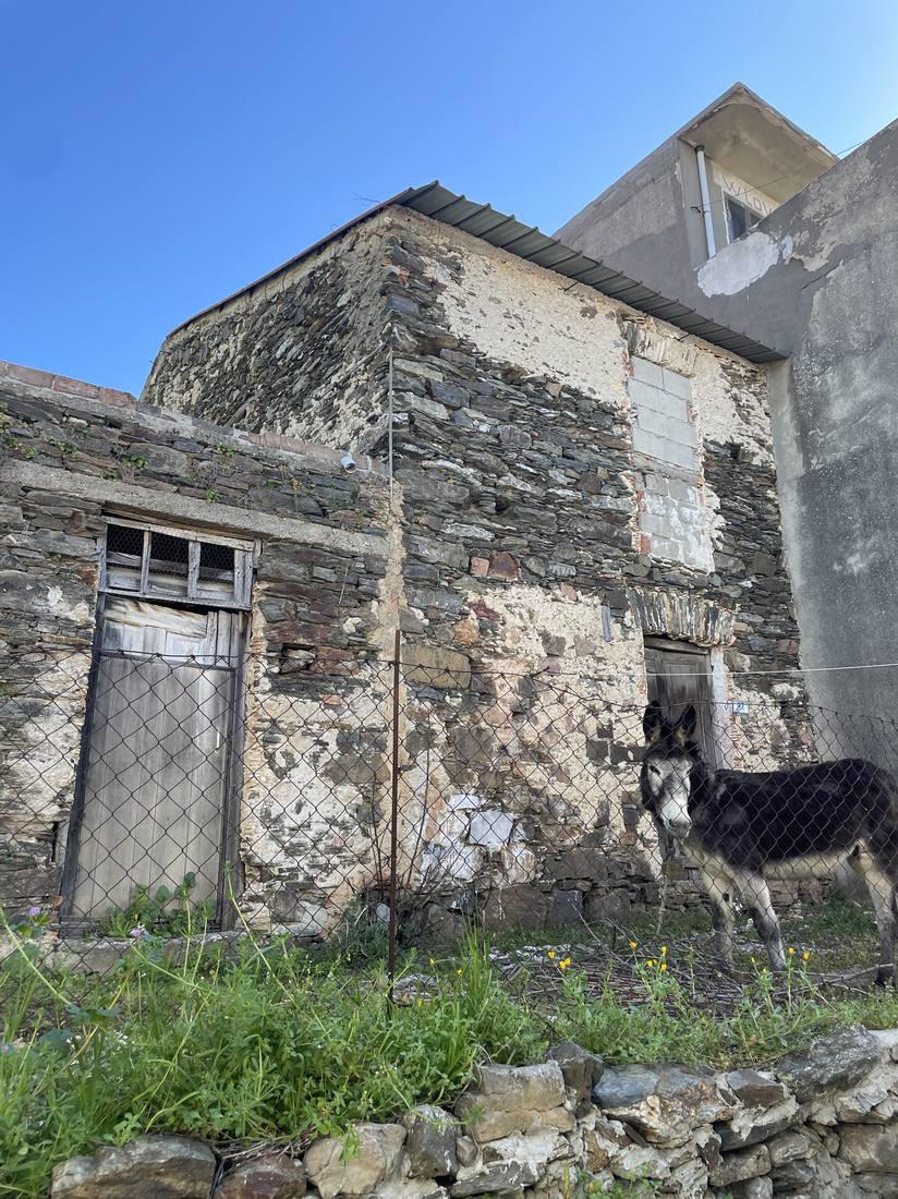 A donkey in front of a stone building