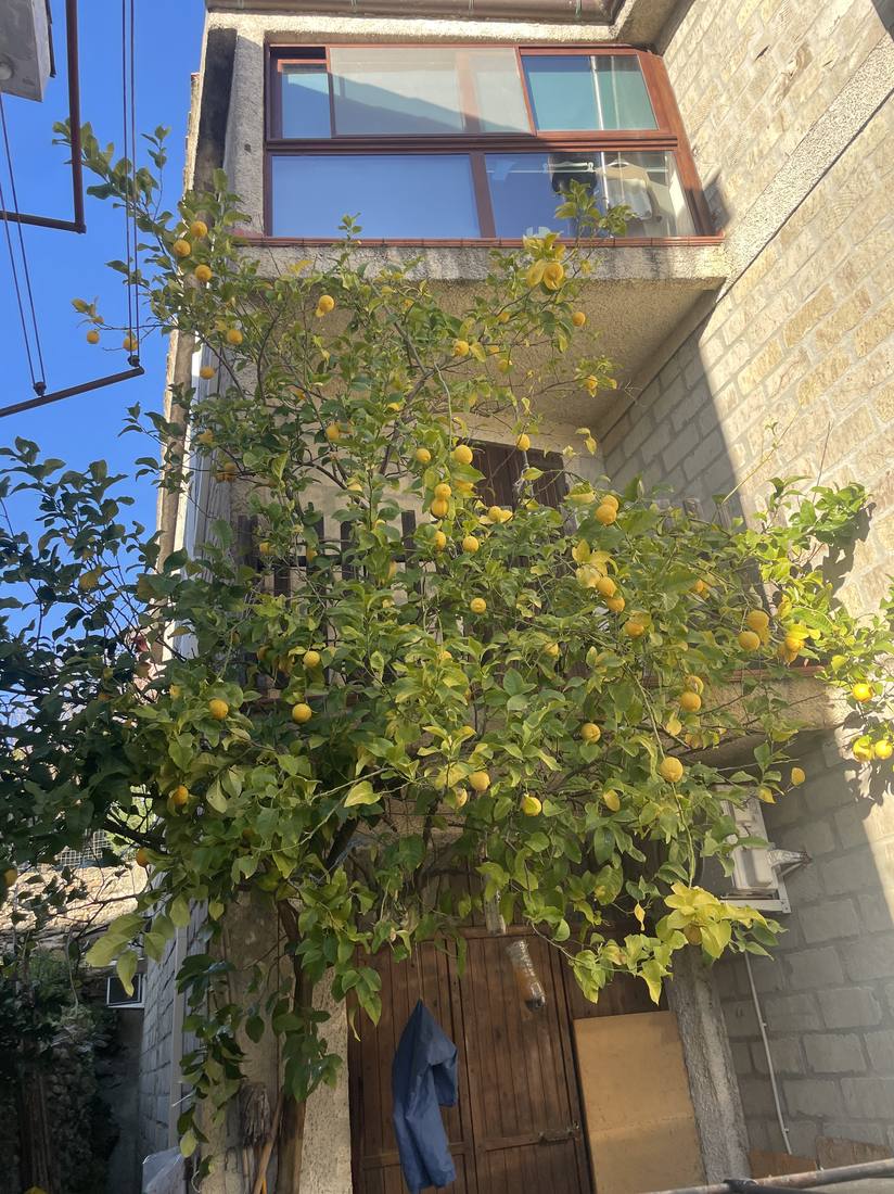 A lemon tree grown up a stone facade