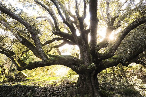 The great oak of Seulo