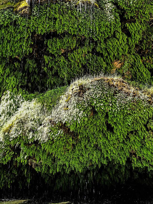 Moss and running water